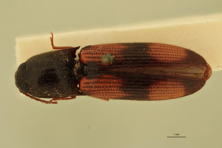 Anchastus quadrimaculatus F T D.jpg Anchastus quadrimaculatus F T D.jpg