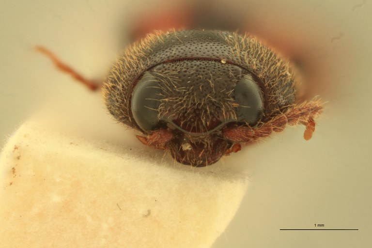 Anchastus quadrimaculatus F T F.jpg Anchastus quadrimaculatus F T F.jpg