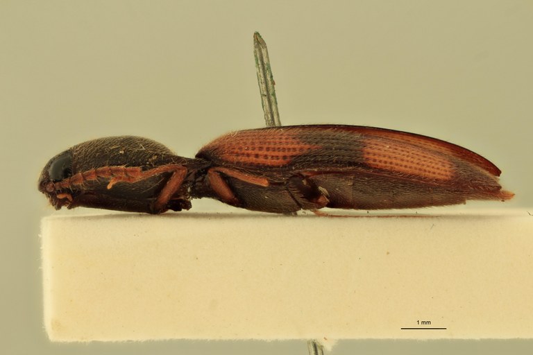 Anchastus quadrimaculatus F T L.jpg Anchastus quadrimaculatus F T L.jpg