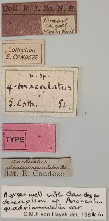 Anchastus quadrimaculatus F T Labels.jpg Anchastus quadrimaculatus F T Labels.jpg