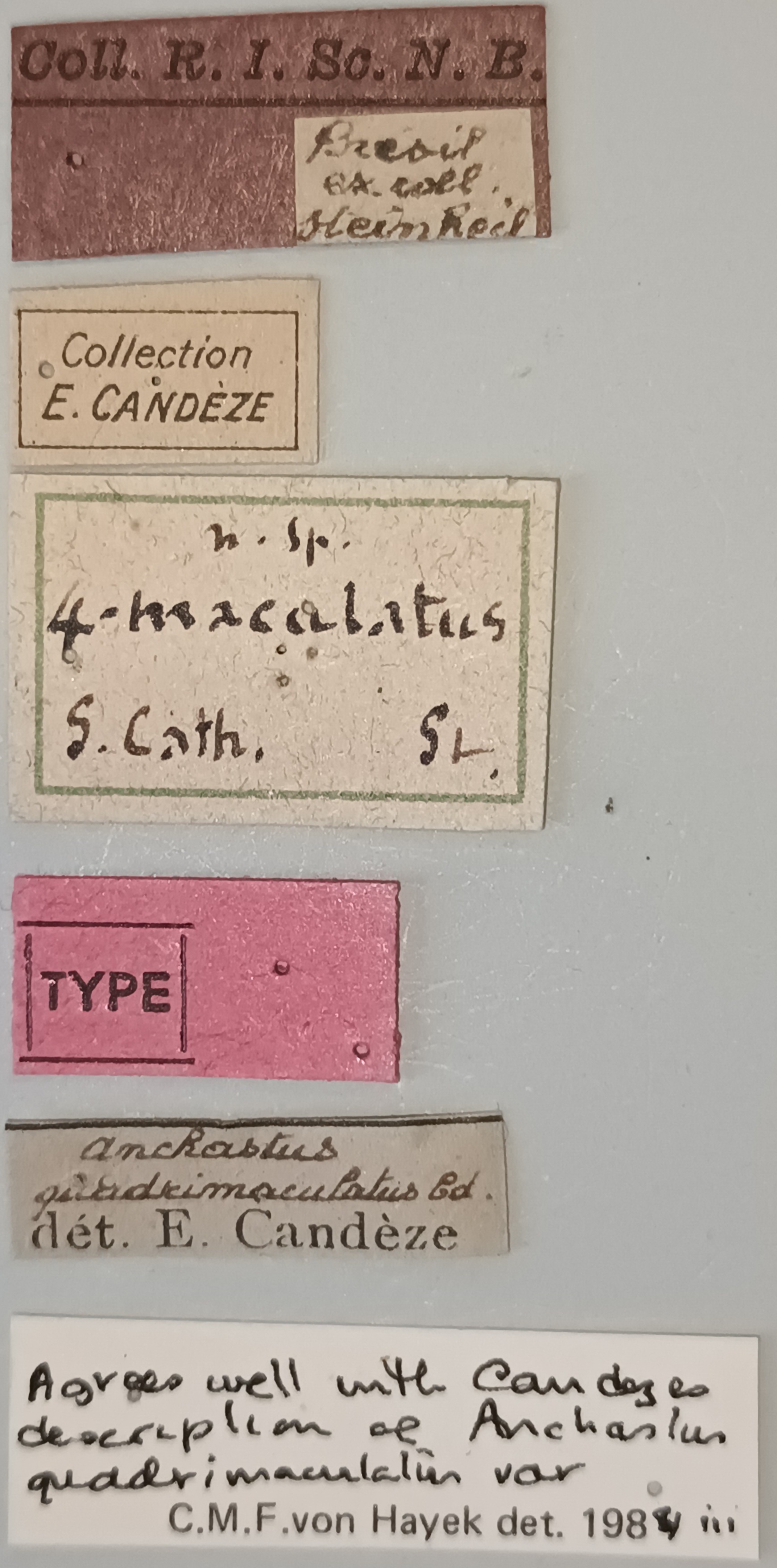Anchastus quadrimaculatus F T Labels.jpg