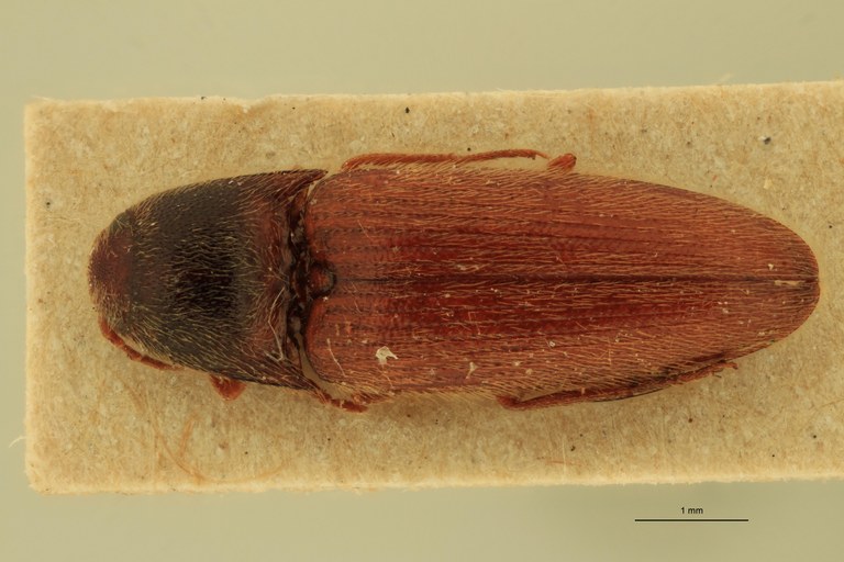 Anchastus rufipennis F Ht D.jpg Anchastus rufipennis F Ht D.jpg