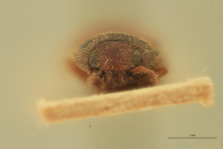 Anchastus rufipennis F Ht F.jpg Anchastus rufipennis F Ht F.jpg