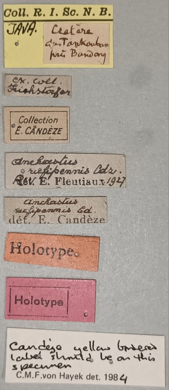 Anchastus rufipennis F Ht Labels.jpg Anchastus rufipennis F Ht Labels.jpg