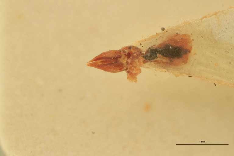 Anchastus rufivellus M Pt Aedeagus.jpg