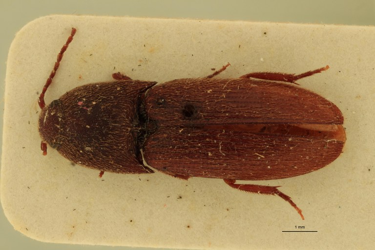 Anchastus rufivellus M Pt D.jpg