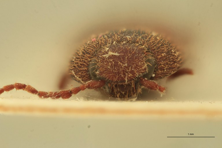 Anchastus rufivellus M Pt F.jpg