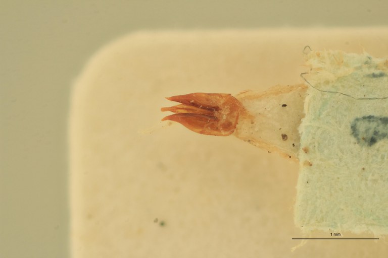 Anchastus rufivellus M Lt Aedeagus.jpg