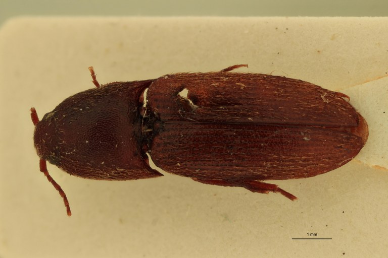 Anchastus rufivellus M Lt D.jpg