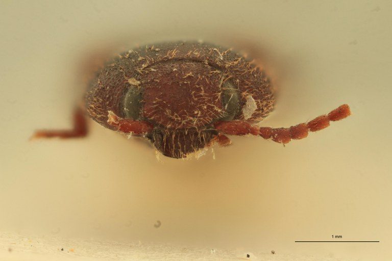 Anchastus rufivellus M Lt F.jpg