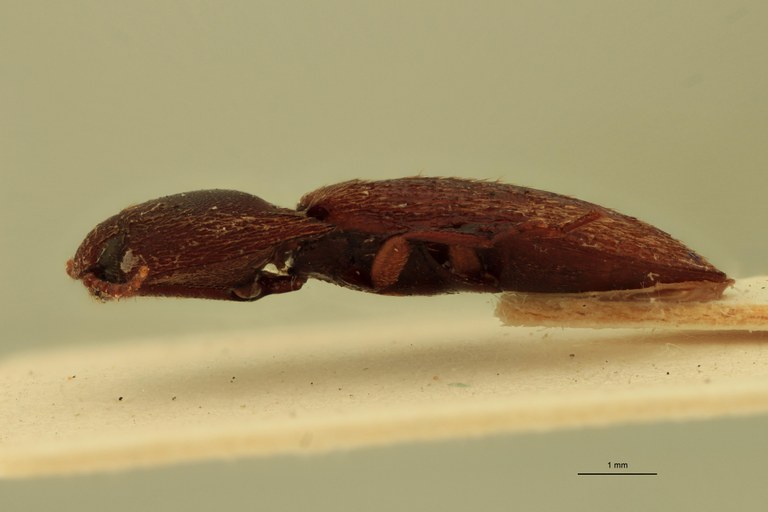 Anchastus rufivellus M Lt L.jpg