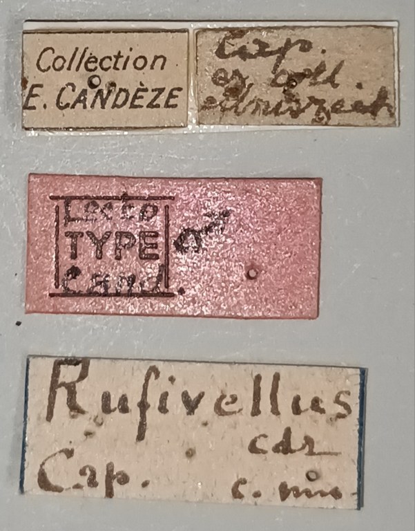 Anchastus rufivellus M Lt Labels 1.jpg