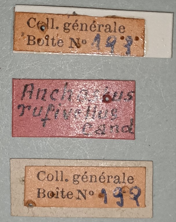 Anchastus rufivellus M Lt Labels 2.jpg