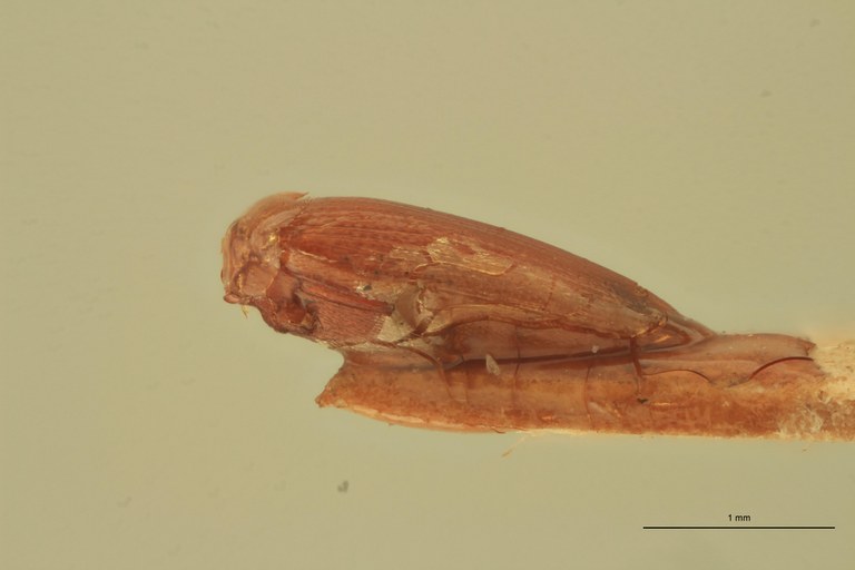 Anchastus seminalis T L.jpg