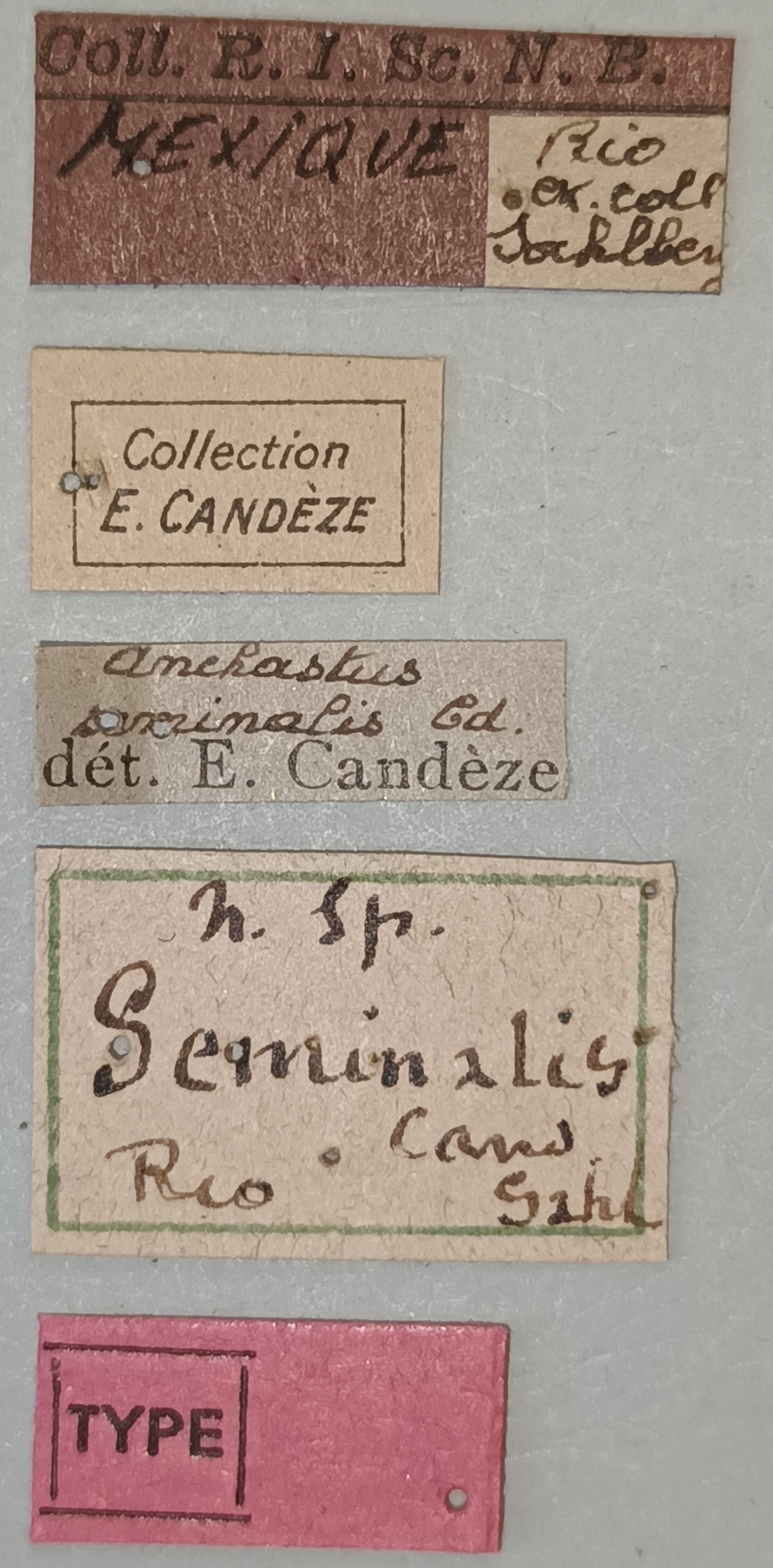 Anchastus seminalis T Labels.jpg