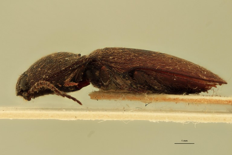 Anchastus senegalensis T L.jpg