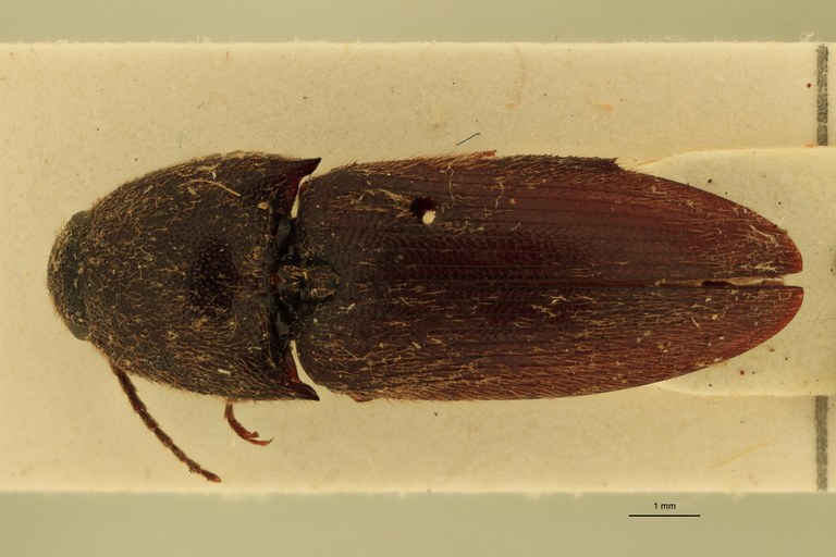 Anchastus senegalensis T D.jpg