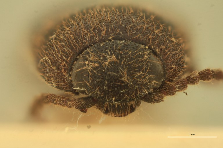 Anchastus senegalensis T F.jpg