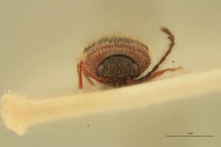 Anchastus simulans St F.jpg