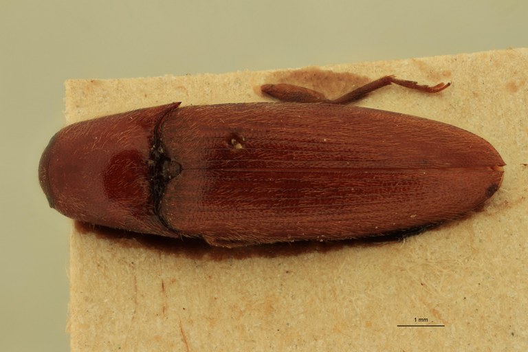 Anchastus strenuus St D.jpg