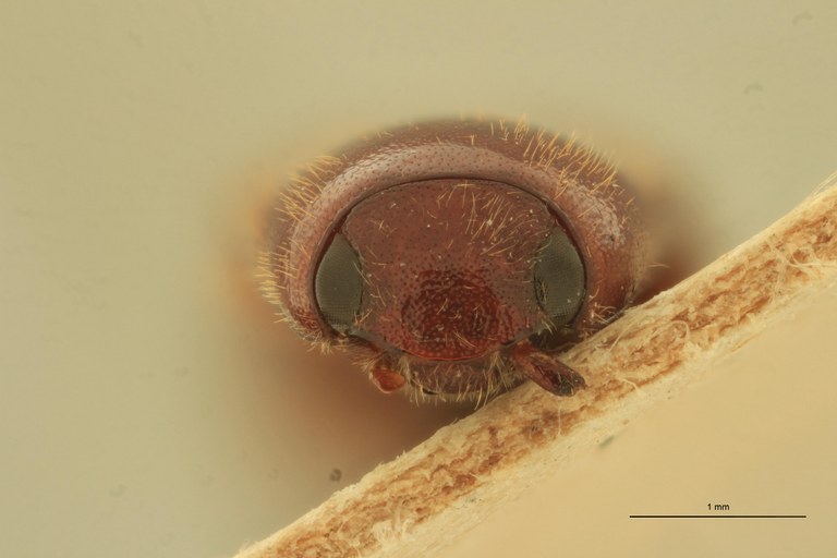 Anchastus strenuus St F.jpg