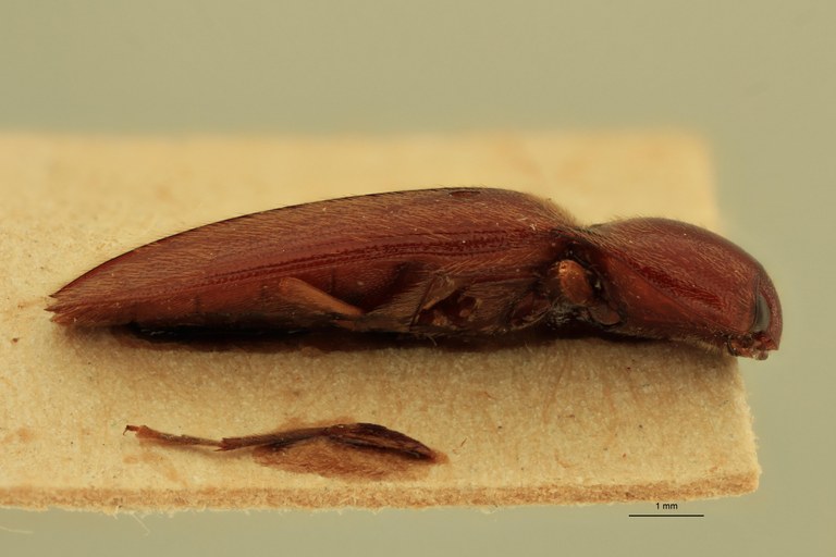 Anchastus strenuus St L.jpg