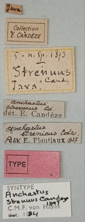 Anchastus strenuus St Labels.jpg