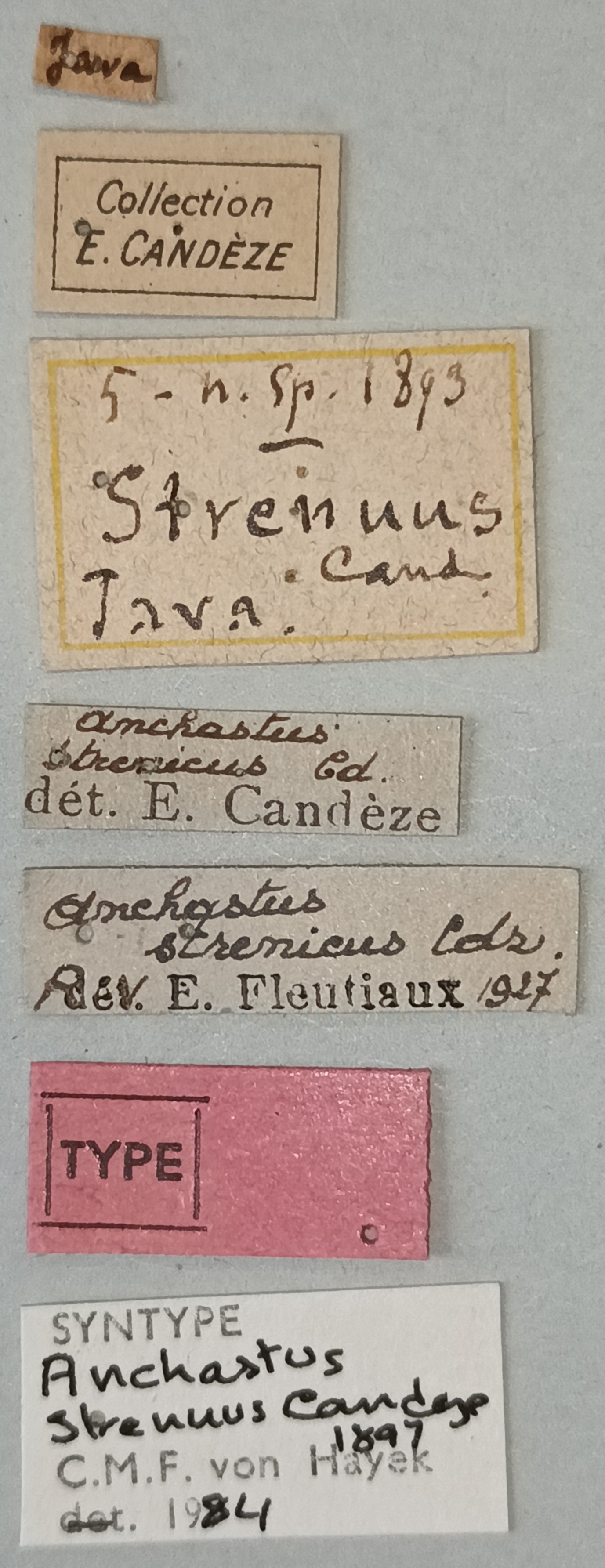 Anchastus strenuus St Labels.jpg