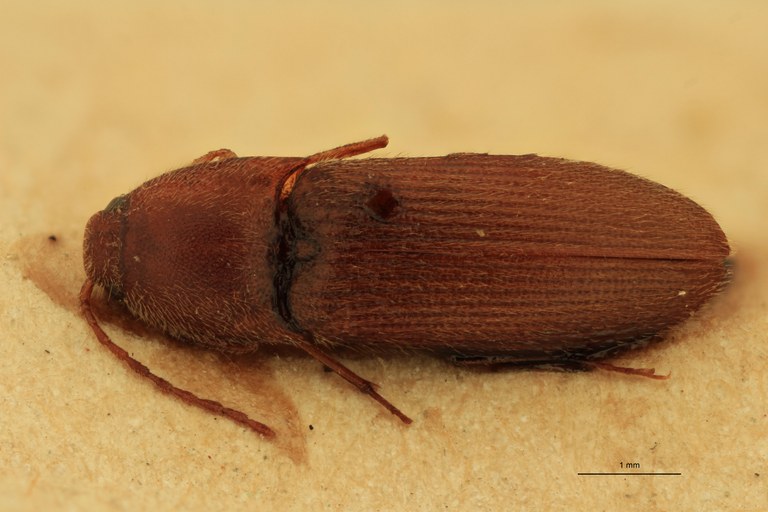 Anchastus unicolor F St D.jpg Anchastus unicolor F St D.jpg