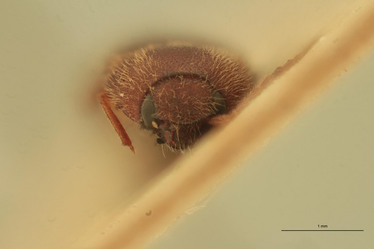 Anchastus unicolor F St F.jpg Anchastus unicolor F St F.jpg