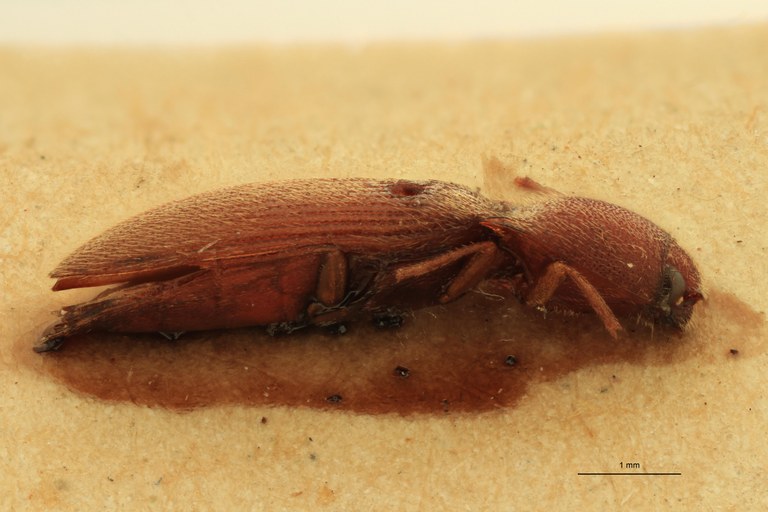 Anchastus unicolor F St L.jpg Anchastus unicolor F St L.jpg