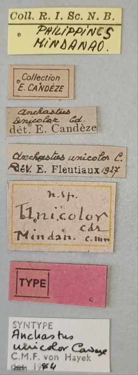 Anchastus unicolor F St Labels.jpg Anchastus unicolor F St Labels.jpg