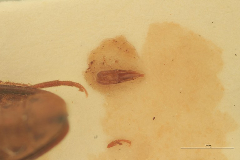 Anchastus upembae M Pt Aedeagus.jpg