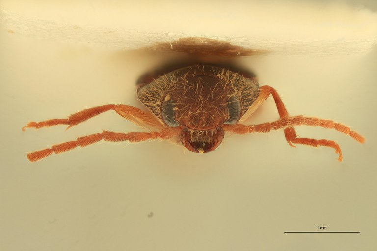 Anchastus upembae M Pt F.jpg