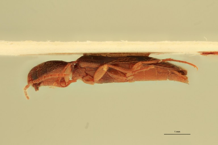 Anchastus upembae M Pt L.jpg