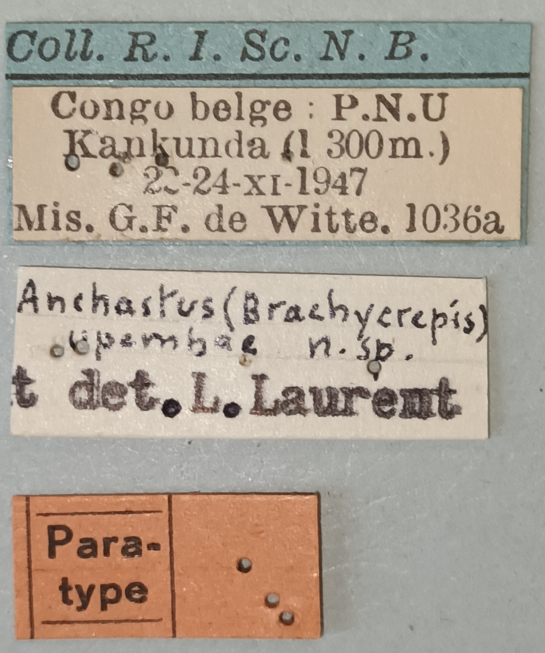 Anchastus upembae M Pt Labels.jpg