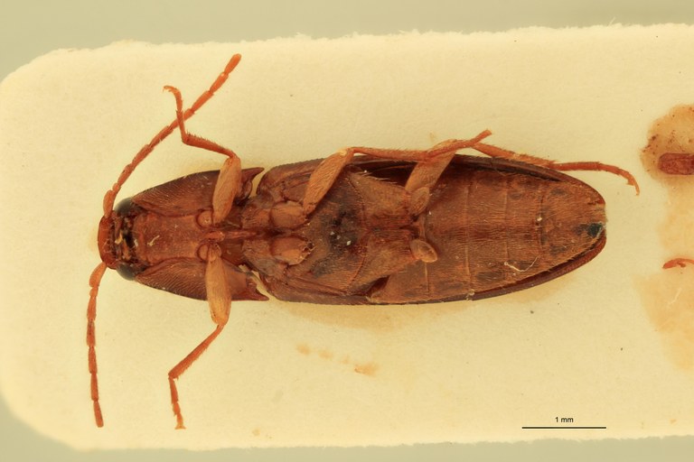 Anchastus upembae M Pt V.jpg