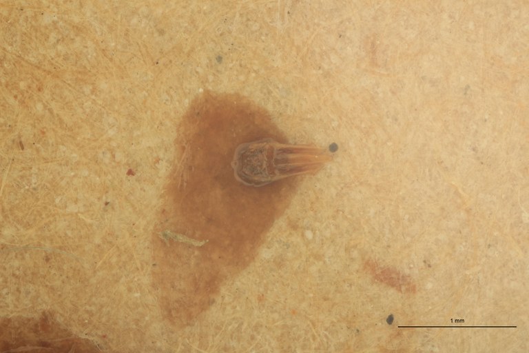 Anchastus vulneratus M T Aedeagus.jpg Anchastus vulneratus M T Aedeagus.jpg