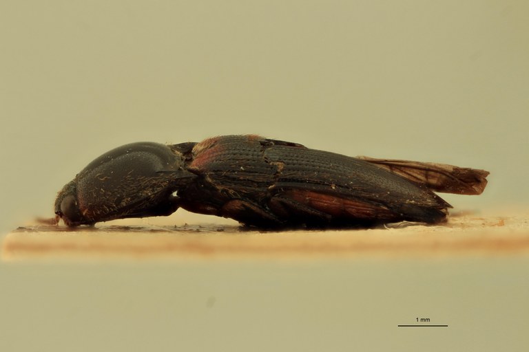 Anchastus vulneratus M T L.jpg Anchastus vulneratus M T L.jpg