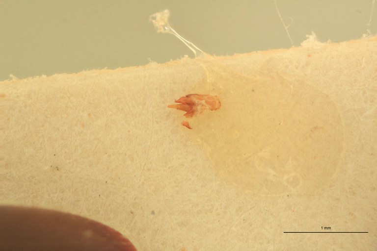 Anchastus zambianus M Lt Aedeagus.jpg