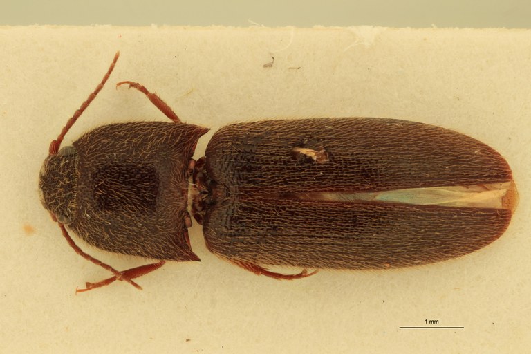 Anchastus zambianus M Lt D.jpg