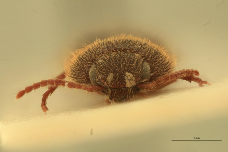 Anchastus zambianus M Lt F.jpg