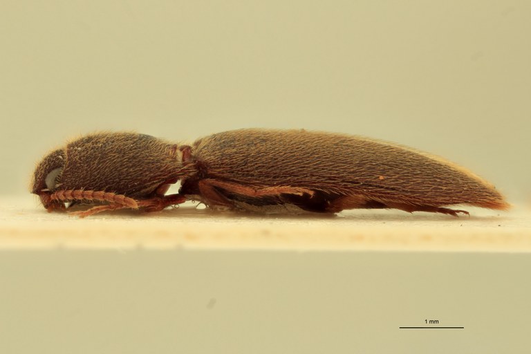 Anchastus zambianus M Lt L.jpg