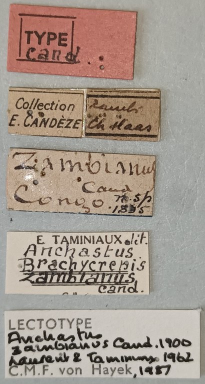 Anchastus zambianus M Lt Labels.jpg
