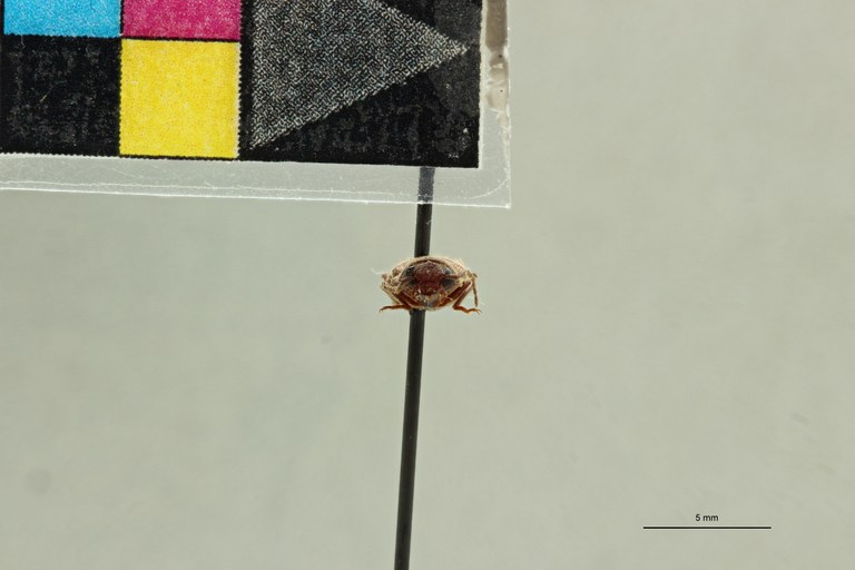 Aphanobius thoracicus M Lt F.jpg Aphanobius thoracicus M Lt F.jpg