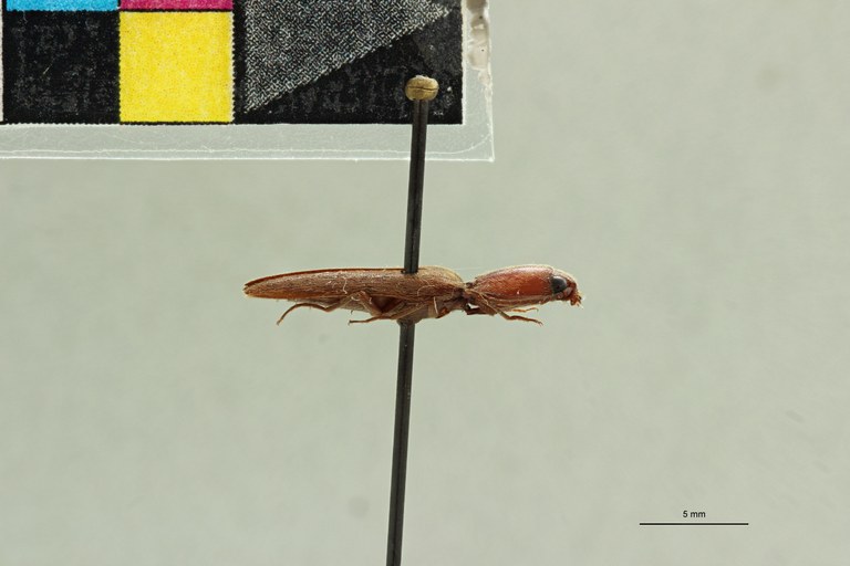 Aphanobius thoracicus M Lt L.jpg Aphanobius thoracicus M Lt L.jpg