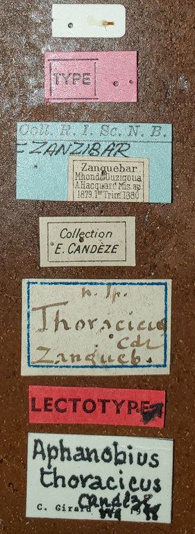 Aphanobius thoracicus M Lt Labels.jpg Aphanobius thoracicus M Lt Labels.jpg