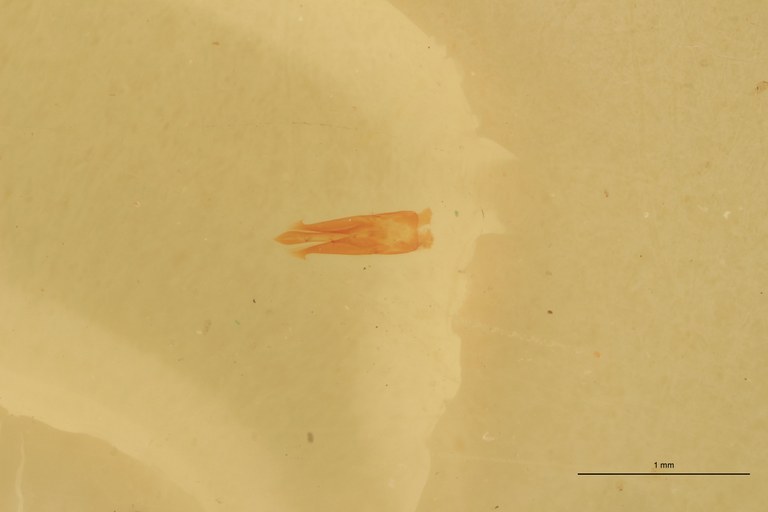 Betarmon anatolicus T Aedeagus.jpg