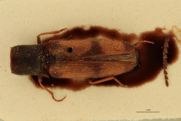 Betarmon anatolicus T D.jpg