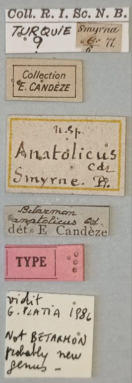 Betarmon anatolicus T Labels.jpg